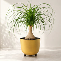 Ponytail palm houseplant displayed in modern metallic gold footed pot