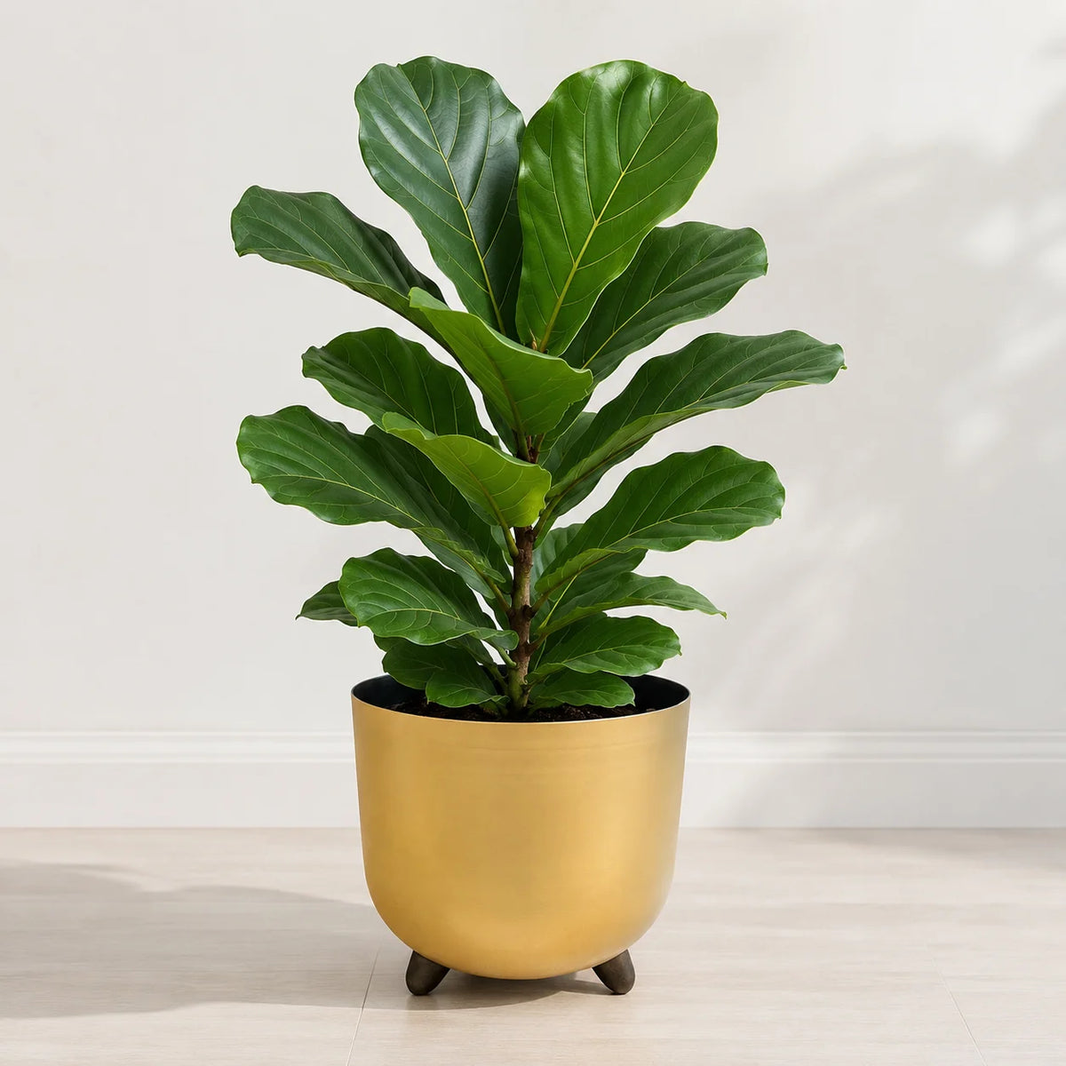 Fiddle leaf fig houseplant with large green leaves for bright indoor spaces