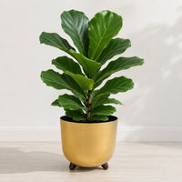 Fiddle leaf fig houseplant with large green leaves for bright indoor spaces