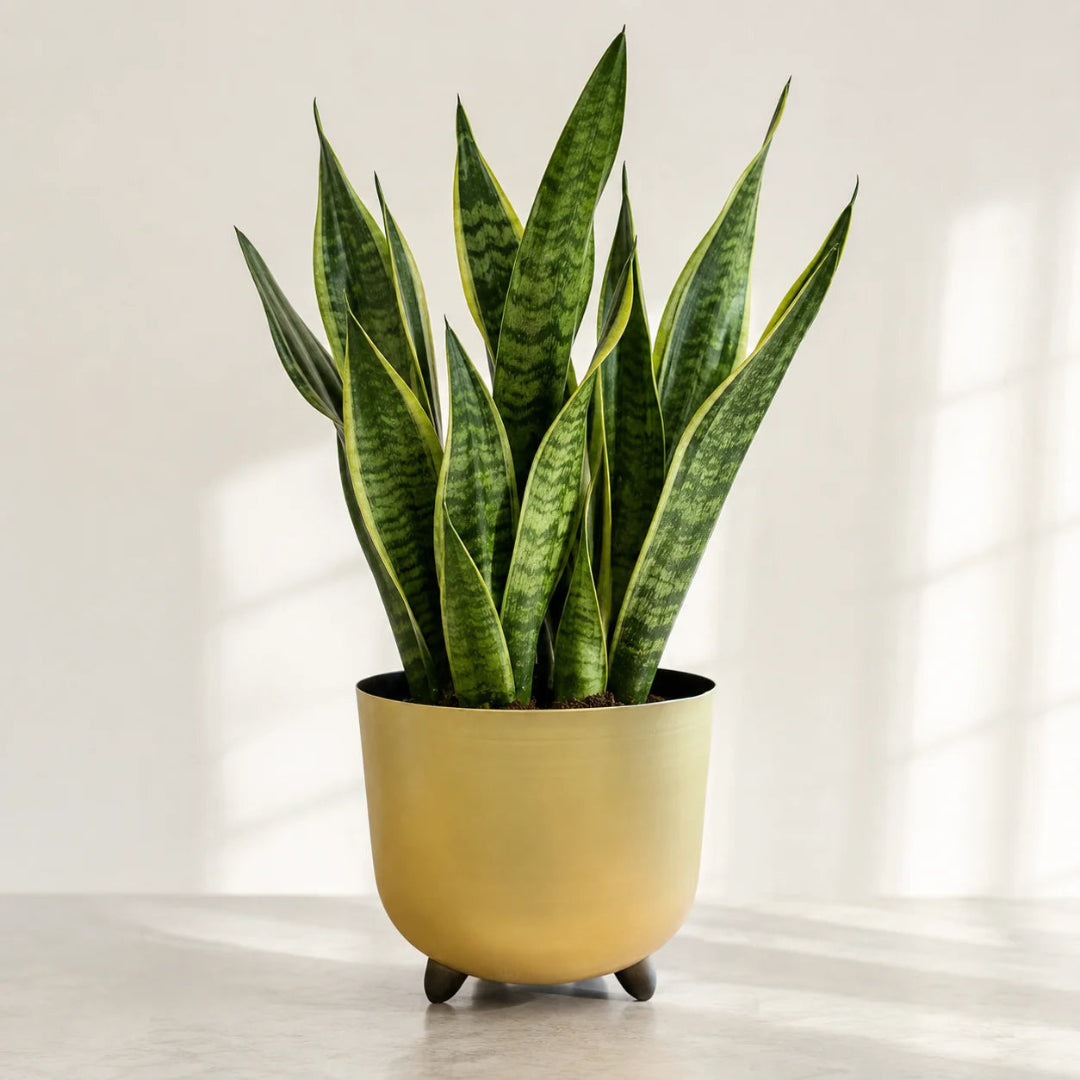 Snake Plant (Sansevieria trifasciata)