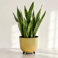 Snake Plant (Sansevieria trifasciata)