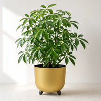 Live dwarf umbrella plant schefflera potted in modern decorative golden container