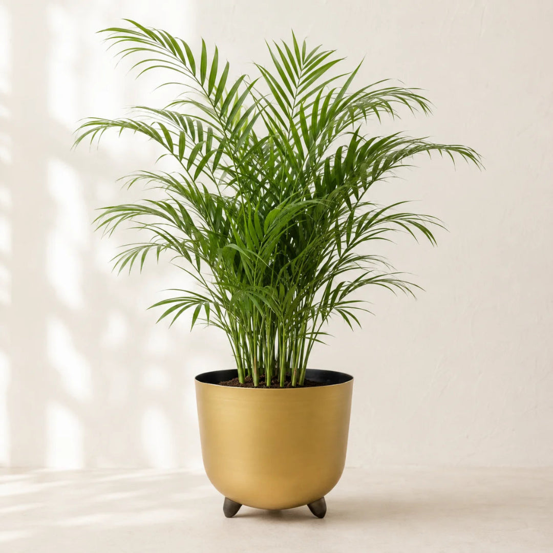 Neanthe bella palm plant in ceramic pot for stylish indoor spaces