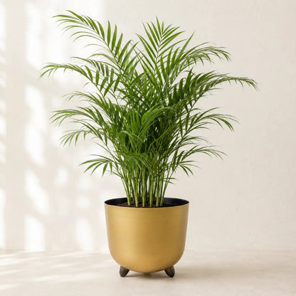 Neanthe bella palm plant in ceramic pot for stylish indoor spaces