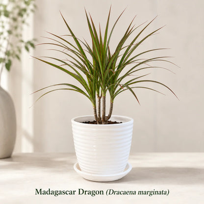 Madagascar dragon tree dracaena marginata indoor houseplant