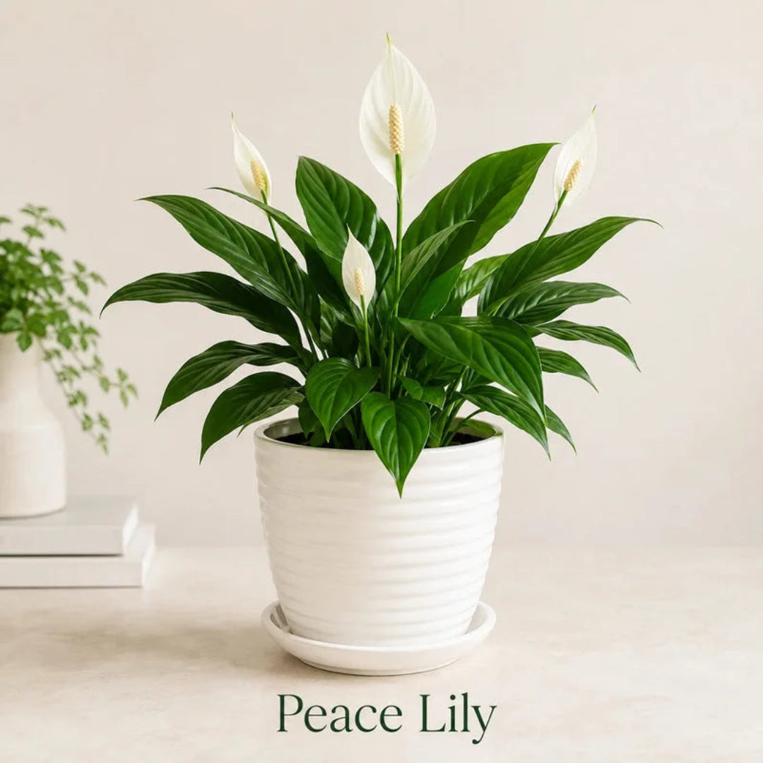 Live peace lily spathiphyllum plant with white flowers in ribbed white ceramic pot