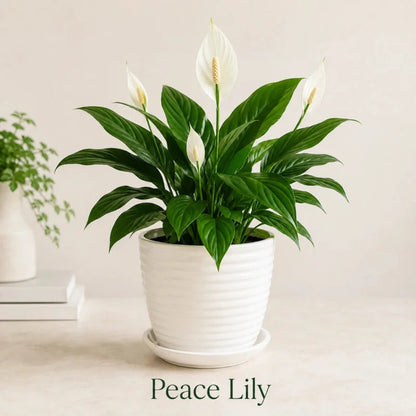 Live peace lily spathiphyllum plant with white flowers in ribbed white ceramic pot