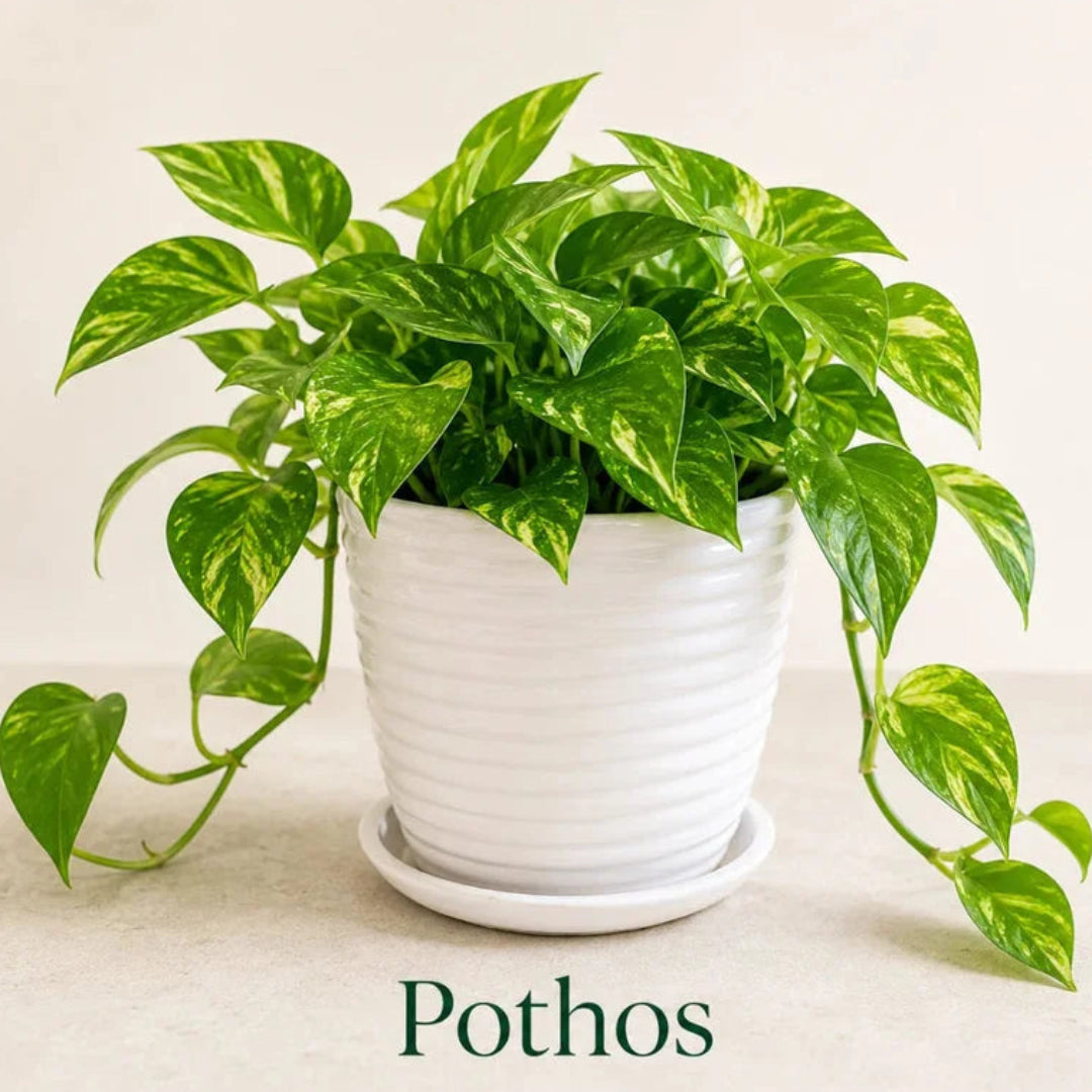 Live golden pothos epipremnum aureum trailing plant potted in white ceramic container
