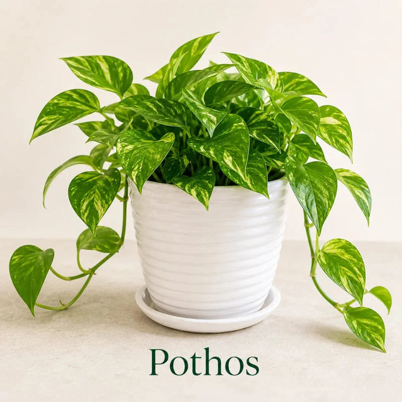 Golden Pothos – Easy Care Indoor Plant with Air-Purifying Variegated Foliage in Ceramic Pot