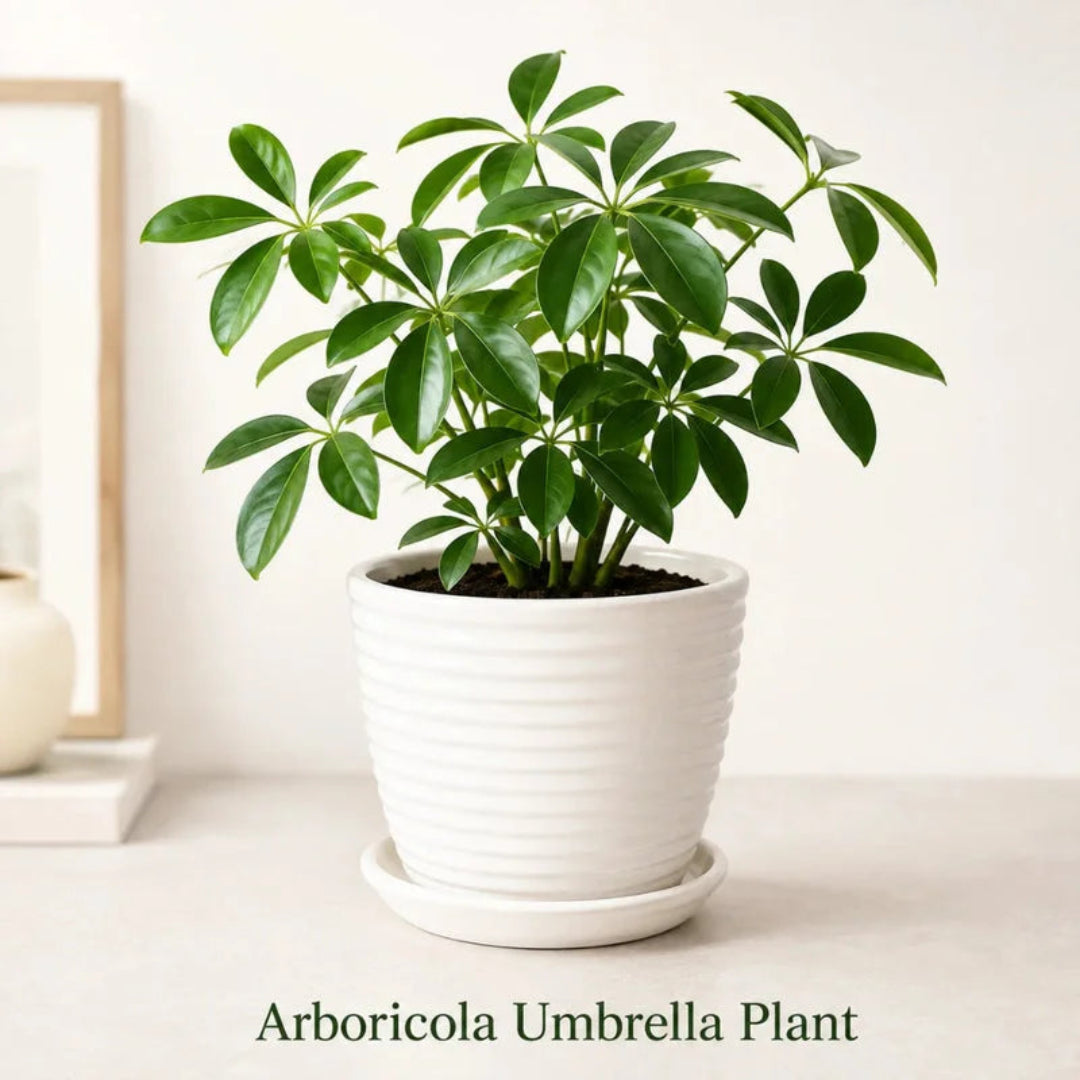 Arboricola Umbrella Plant in Special Planter - Live Indoor Plant