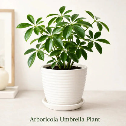 Arboricola Umbrella Plant in Special Planter - Live Indoor Plant