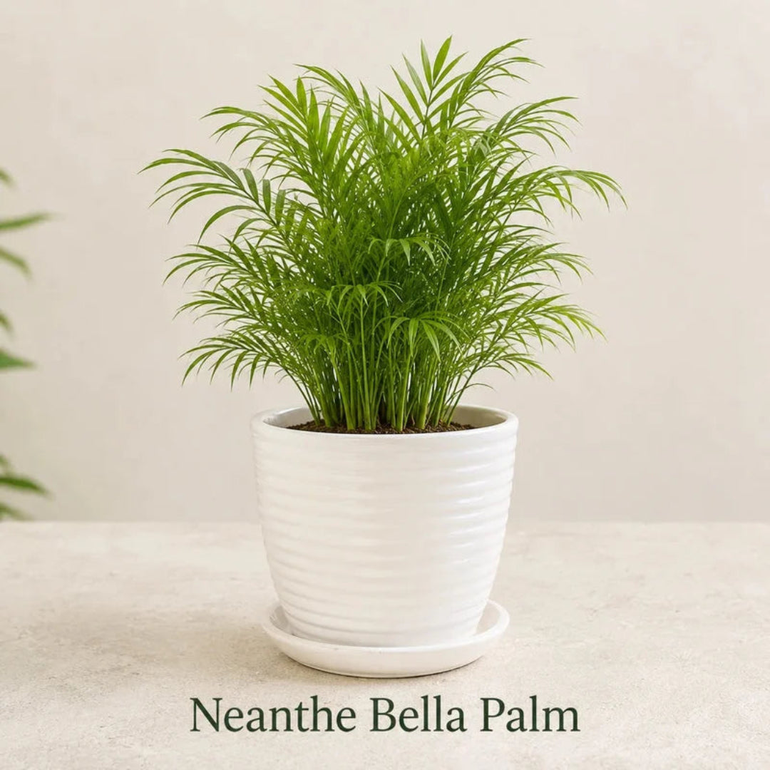 Neanthe Bella Palm in Special Planter (Indoor Plant)