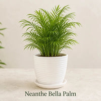 Neanthe Bella Palm in Special Planter (Indoor Plant)