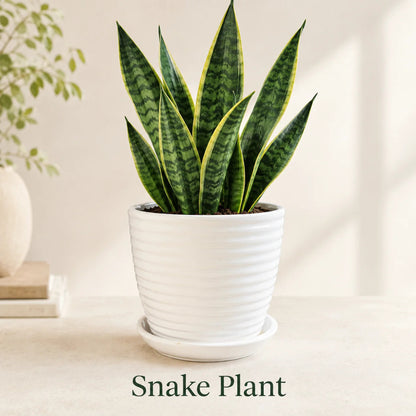 Snake Plant (Sansevieria trifasciata)