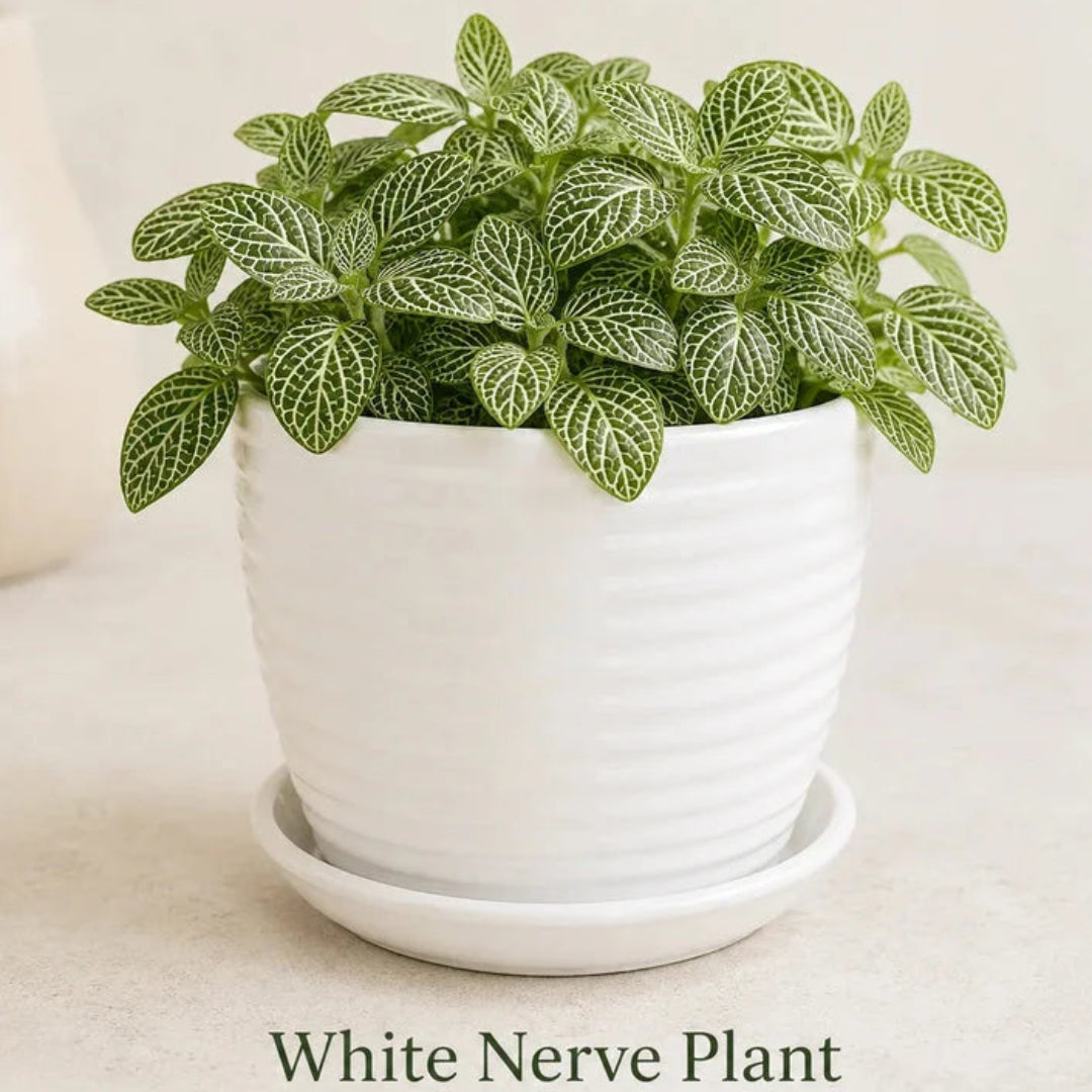 Fittonia albivenis white nerve plant with green leaves and white veins