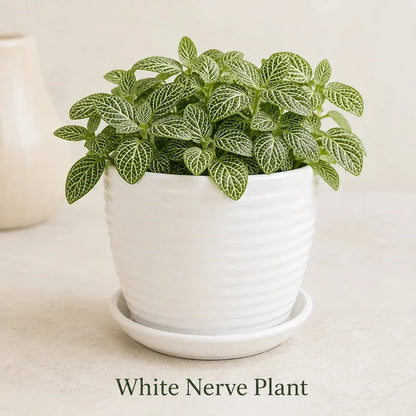 Fittonia albivenis  &