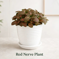 Fittonia albivenis ‘Red’ (Nerve Plant)
