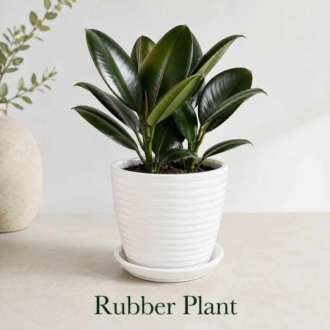 Rubber Ceramic Plant (Indoor Plant)