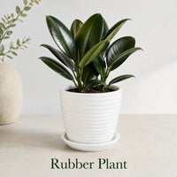 Rubber Ceramic Plant (Indoor Plant)