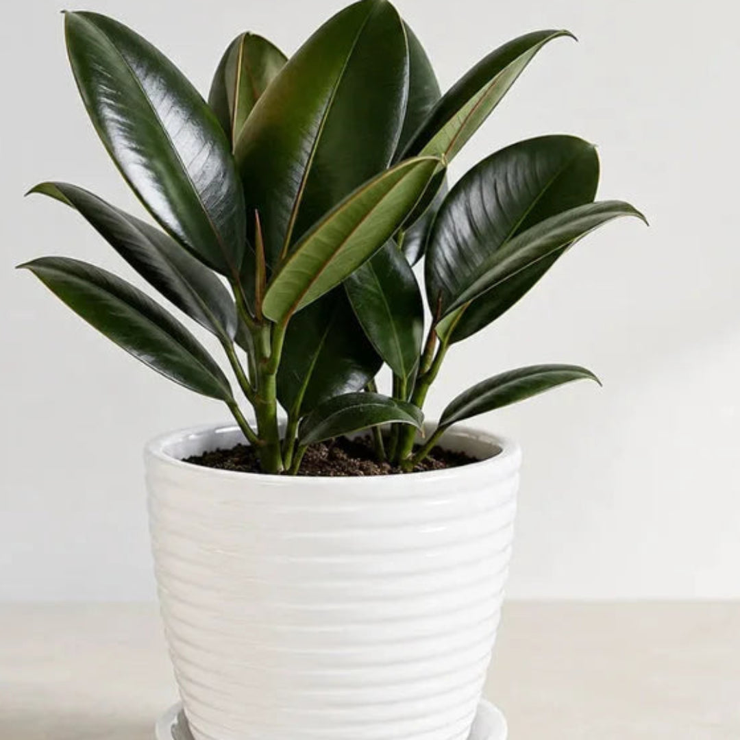 Rubber Ceramic Plant (Indoor Plant)