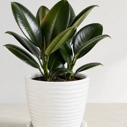 Rubber Ceramic Plant (Indoor Plant)
