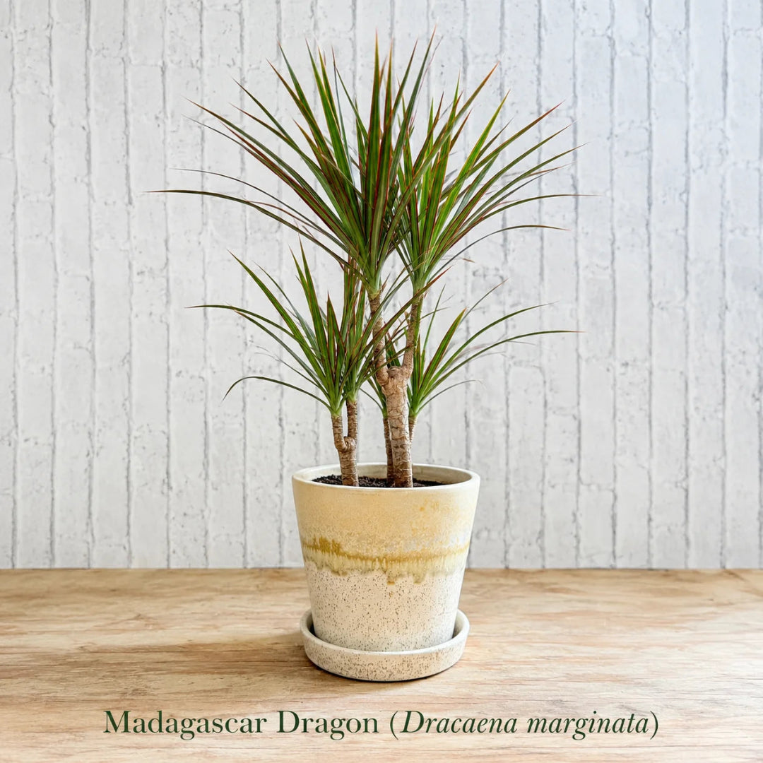 Madagascar dragon tree dracaena marginata indoor plant with red edged leaves