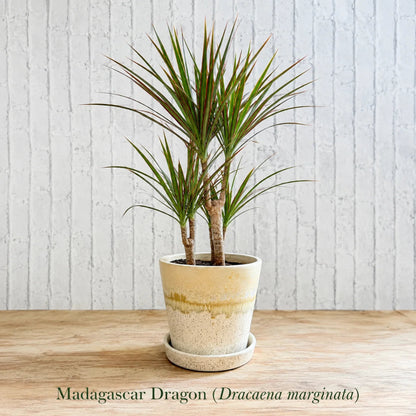 Madagascar dragon tree dracaena marginata indoor plant with red edged leaves