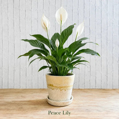 Peace lily live indoor flowering plant potted in ceramic decorative planter