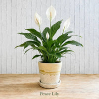 Peace lily live indoor flowering plant potted in ceramic decorative planter