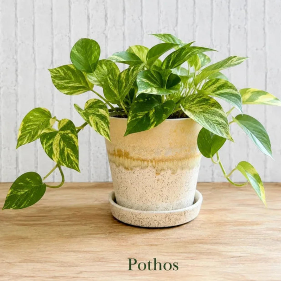 Devils ivy golden pothos indoor houseplant with heart shaped variegated leaves in ceramic pot
