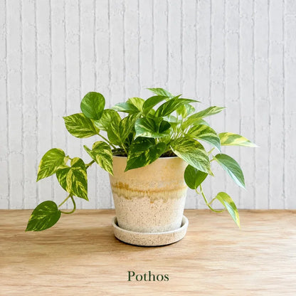Golden Pothos – Easy Care Indoor Plant with Air-Purifying Variegated Foliage in Ceramic Pot