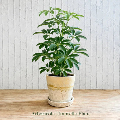 Arboricola Umbrella Plant in Special Planter - Live Indoor Plant