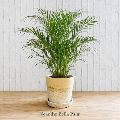 Neanthe Bella Palm in Special Planter (Indoor Plant)