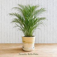 Neanthe Bella Palm in Special Planter (Indoor Plant)