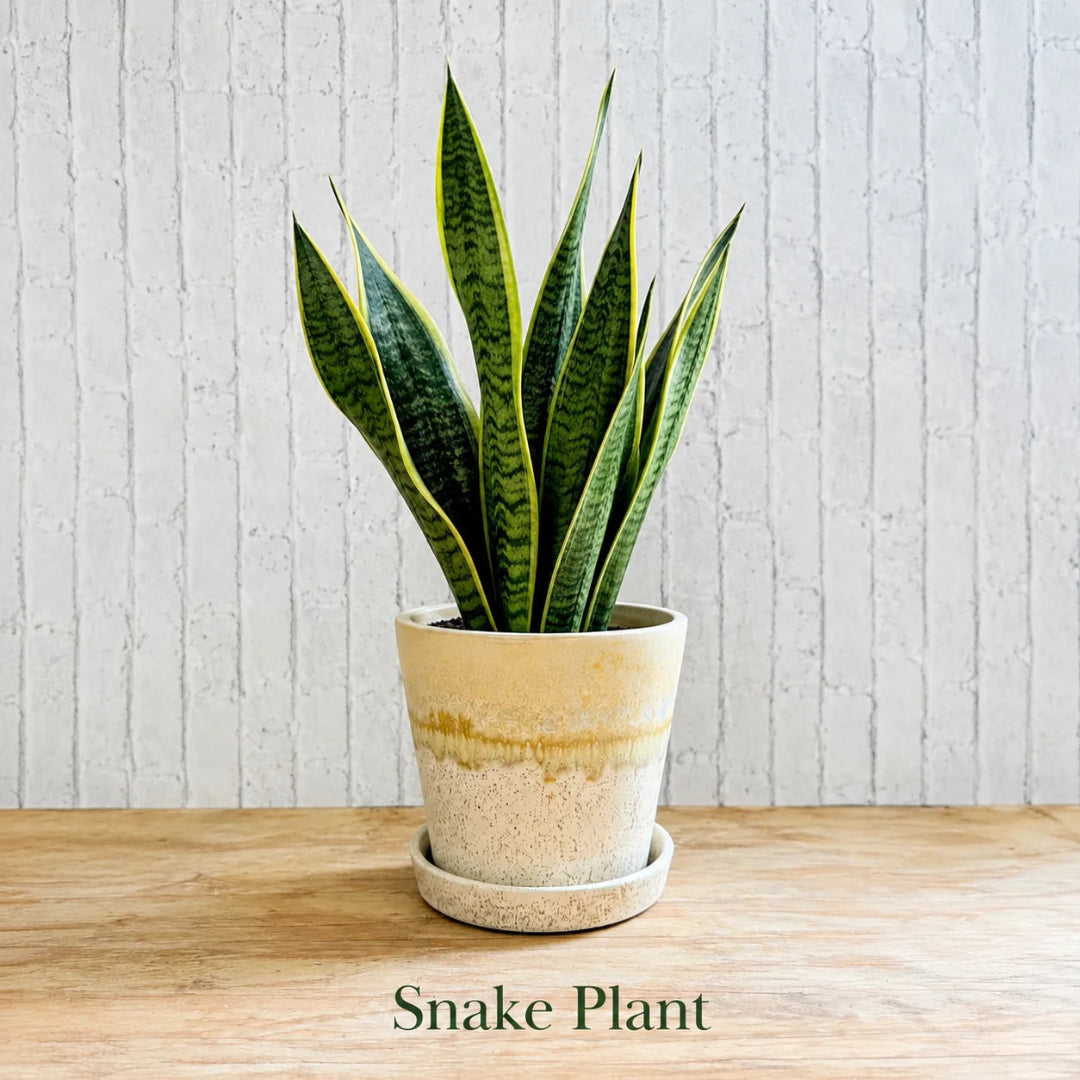 Snake Plant (Sansevieria trifasciata)