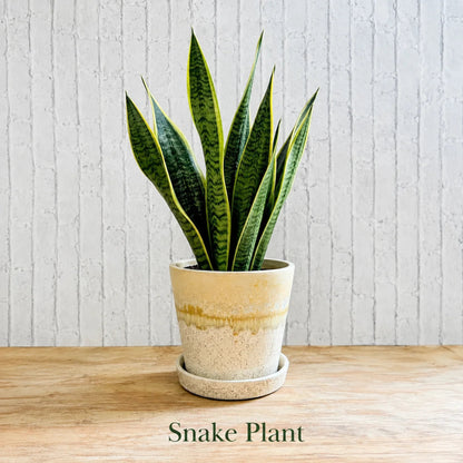 Snake Plant (Sansevieria trifasciata)