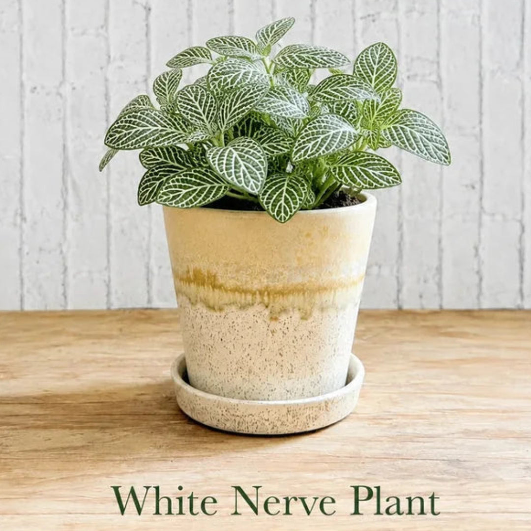 White nerve plant fittonia albivenis in ceramic pot indoor houseplant