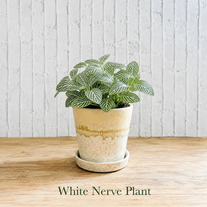 Fittonia albivenis  &