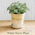 White nerve plant fittonia albivenis in ceramic pot indoor houseplant