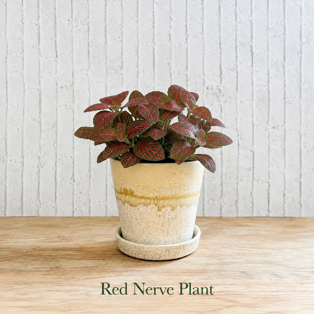 Fittonia albivenis ‘Red’ (Nerve Plant)