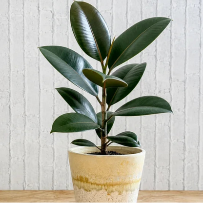 Rubber Ceramic Plant (Indoor Plant)