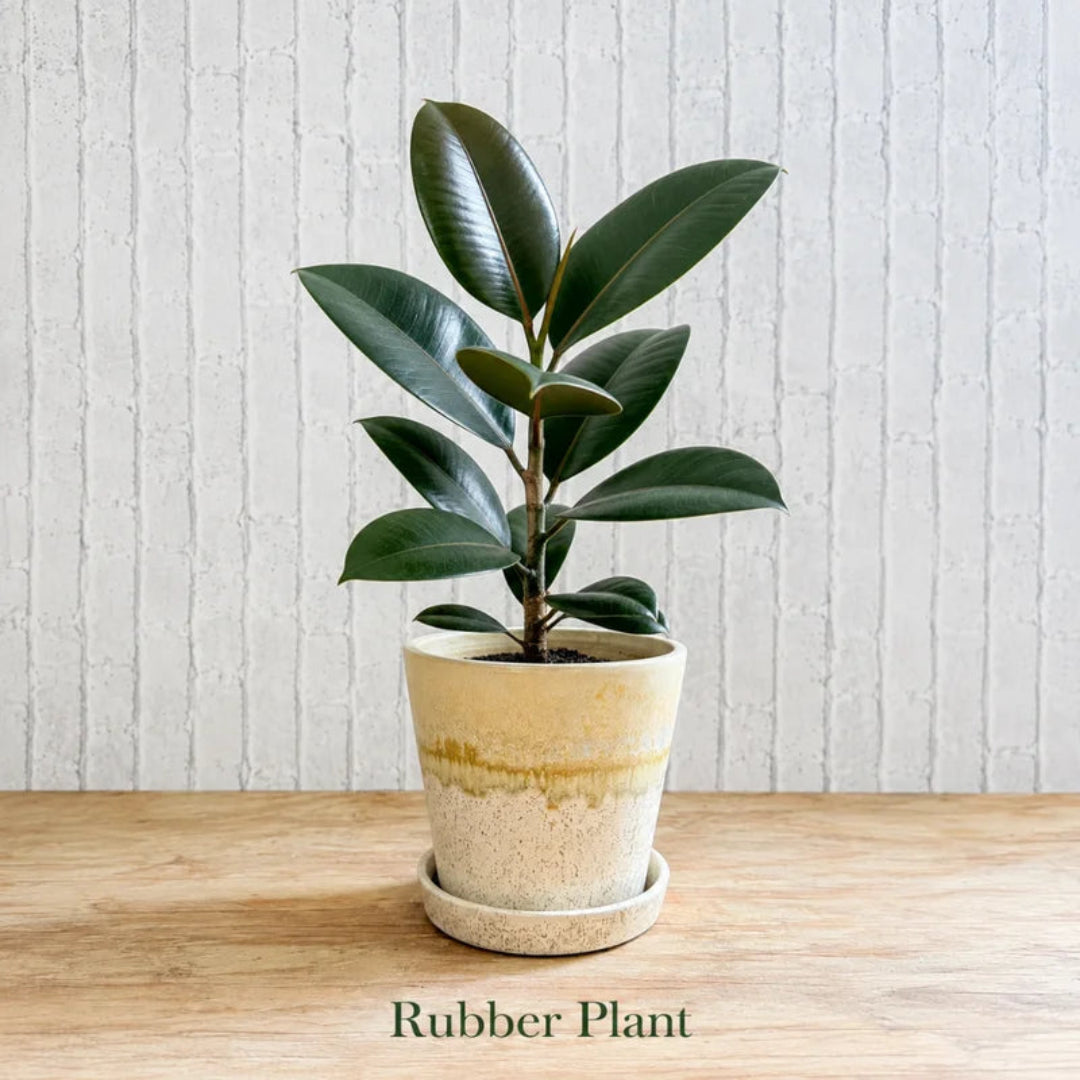Rubber Plant in Special Planter (Indoor Plant)