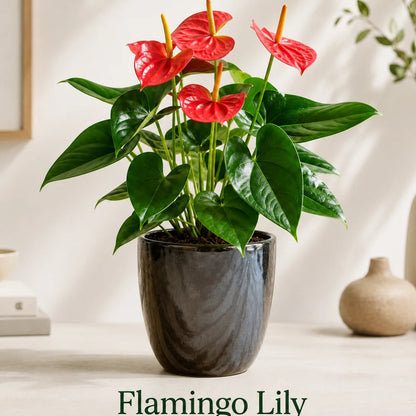 Flamingo Lily Live Plant – Red Anthurium Ceramic Pot