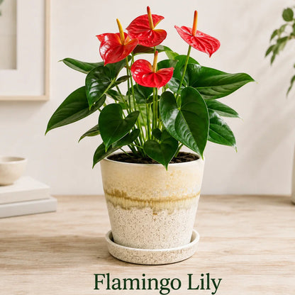 Flamingo Lily Live Plant – Red Anthurium Ceramic Pot