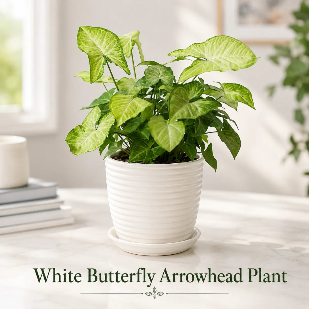 White Butterfly Arrowhead Plant – Live Indoor Plant in Ceramic Pot
