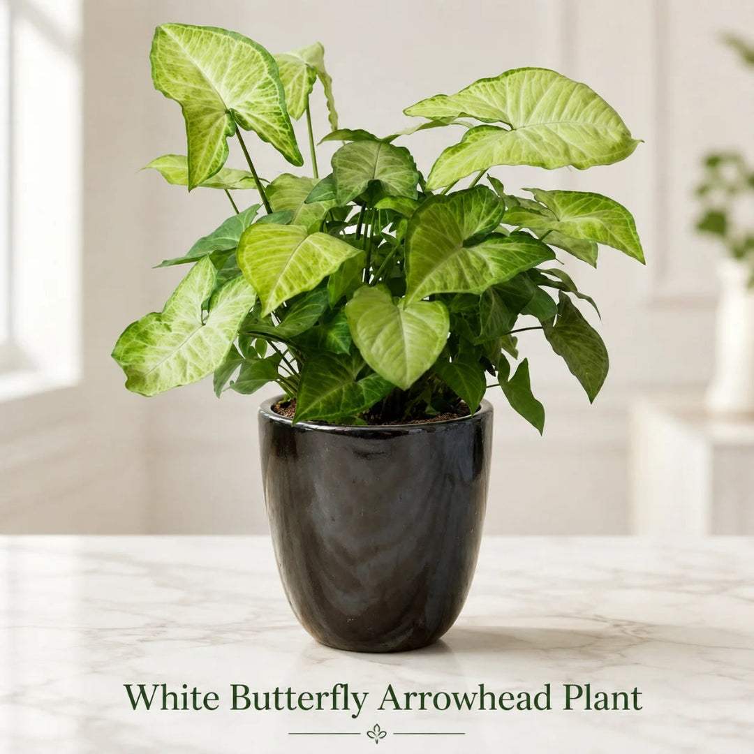 Arrowhead plant syngonium podophyllum indoor plant in ceramic pot