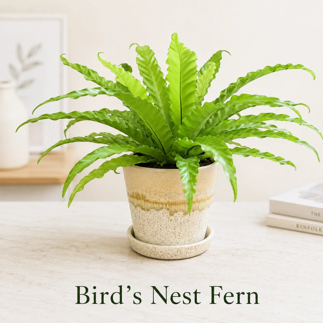 Bird&
