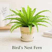 Bird's nest fern indoor houseplant with broad wavy green leaves