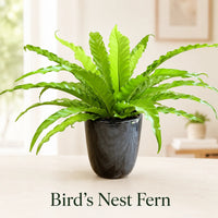 Bird's nest fern houseplant with broad green fronds