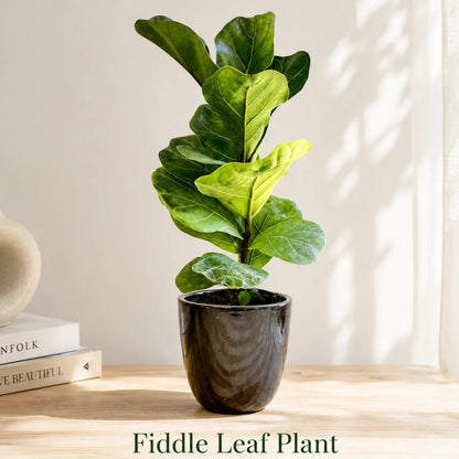 Fiddle Leaf Fig Tree in Special Planter (Indoor Plant)